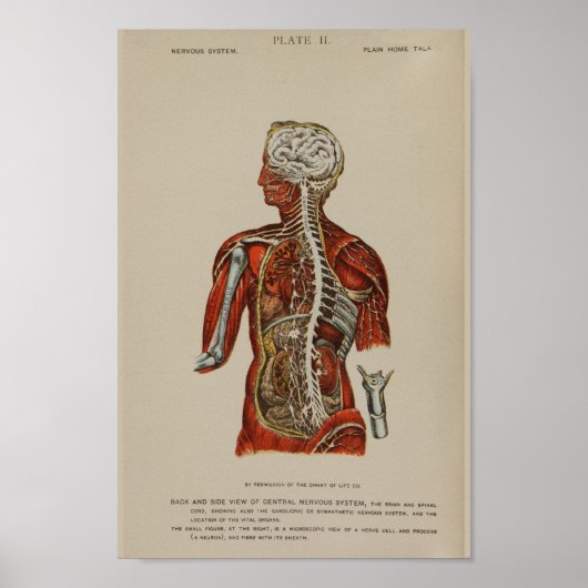 Zenuwstelsel Spinale kabel Nerves Anatomie Print (Voorkant)