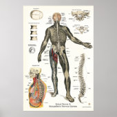 Zenuwstelsel Spinale zenuwen Chiropraktijk 24 X 36 Poster (Voorkant)