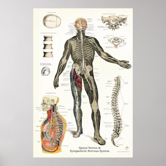 Zenuwstelsel Spinale zenuwen Chiropraktijk 24 X 36 Poster (Voorkant)