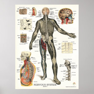Zenuwstelsel Spinale zenuwstelsel Anatomie Poster