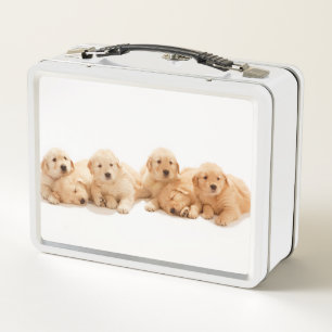 Zes Golden Retriever Puppies