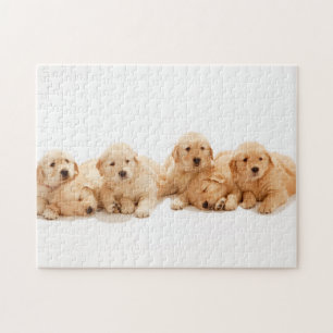 Zes Golden Retriever Puppies Legpuzzel
