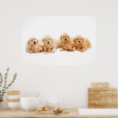 Zes Golden Retriever Puppies Poster (Keuken)