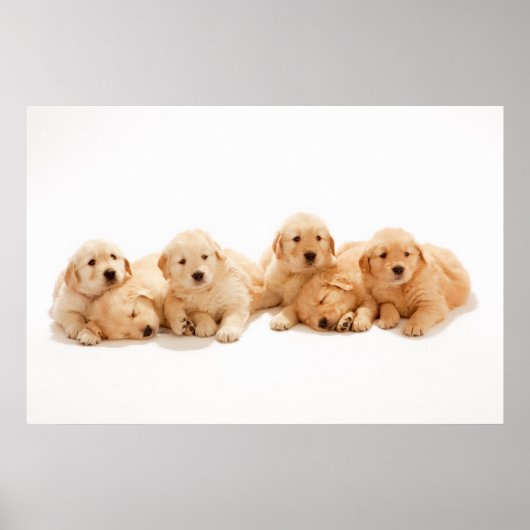 Zes Golden Retriever Puppies Poster (Voorkant)