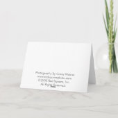 Zes Koeien Wenskaarten Kaart (Achterkant)