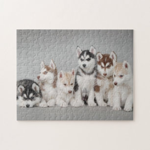 Zes Siberische husky puppies portret Legpuzzel