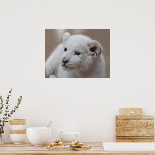 Zes weken oude witte baby leeuwenkub poster (Keuken)