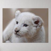Zes weken oude witte baby leeuwenkub