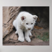 Zes weken oude witte baby leeuwenkub poster (Voorkant)