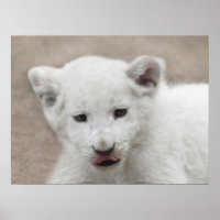 Zes weken oude witte baby leeuwenkub