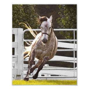 Zest for Life Foto Afdruk