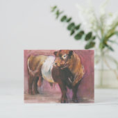 Zeus Red Belted Galloway Bull 2006 Briefkaart (Staand voorkant)