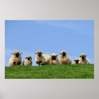 zeven merkwaardige rastschapen poster