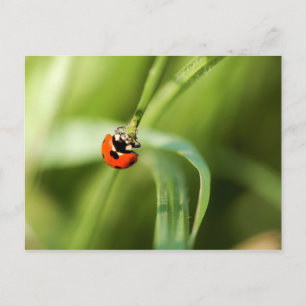 Zeven-spot-Briefkaart Briefkaart
