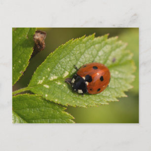 Zeven-spot Ladybird Briefkaart