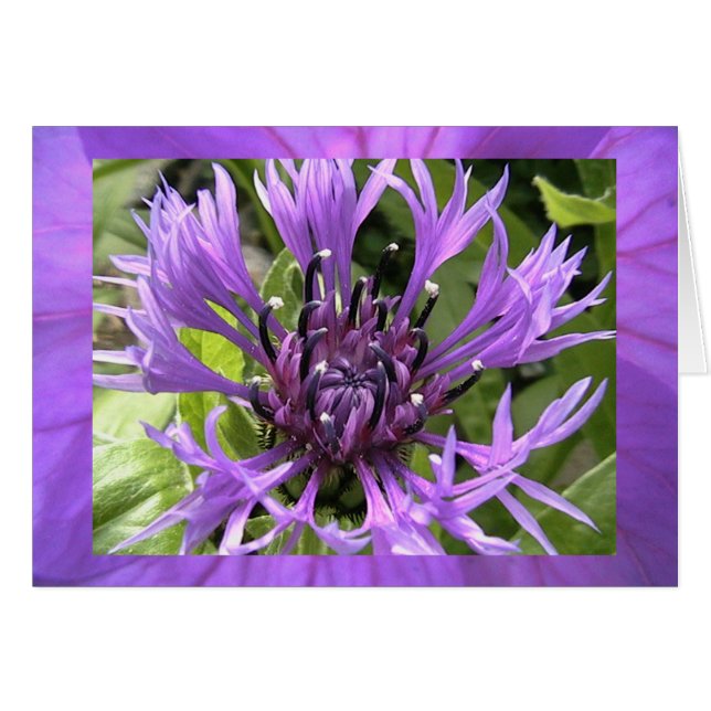 zevende chakra (Voorkant Horizontaal)