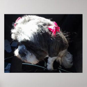 Zhina is mijn Shih Tzu prinses Poster