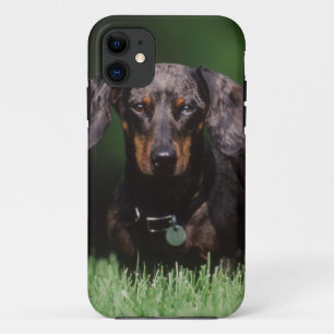 Zicht op gevlekte dashond iPhone 11 hoesje