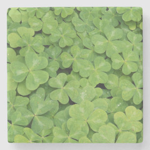 Zicht op Oxalis Oregana hout Zuring Loof Stenen Onderzetter