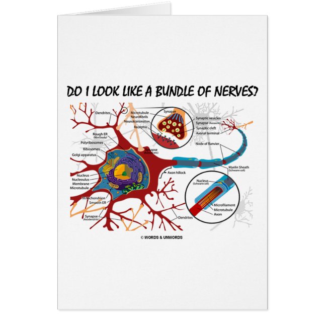 Zie ik eruit als een bundel zenuwen? Neuron Synaps (Voorkant)