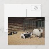 Ziegenfamilie Briefkaart (Voorkant / Achterkant)