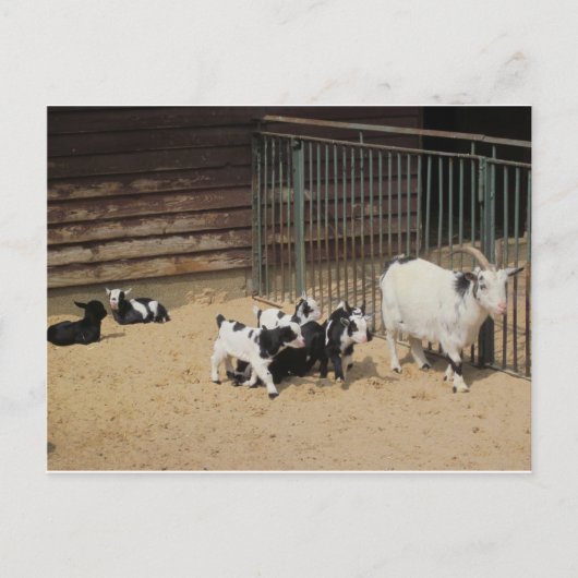 Ziegenfamilie Briefkaart (Voorkant)
