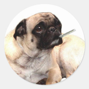 Zieke pug met thermometer stickers