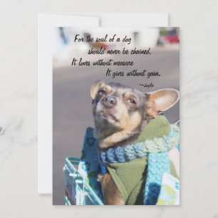 Ziel van een Hond - Chihuahua Feestdagenkaart