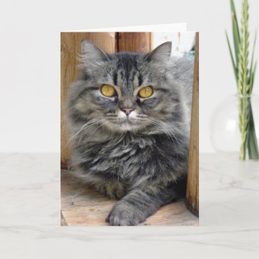 zigeuner-Kaart Kaart (Voorkant)