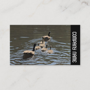Zijband - Canadese ganzen met goslings Visitekaartje