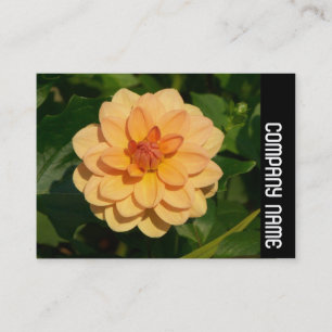Zijband - Dahlia 'David Howard' Visitekaartje