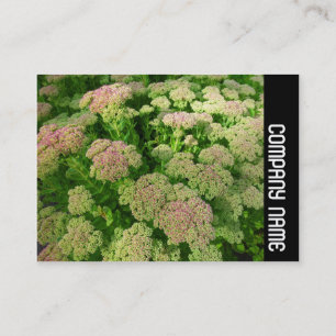 Zijband - Sedum "Autumn Joy" Visitekaartje