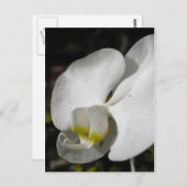 Zijde - witte orchideeën - Briefkaart (Voorkant / Achterkant)