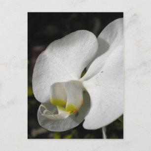 Zijde - witte orchideeën - Briefkaart
