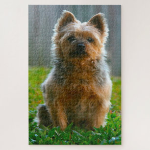 Zijdeachtige Terriër hond Legpuzzels. Legpuzzel