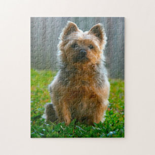 Zijdeachtige Terriër hond Legpuzzels. Legpuzzel