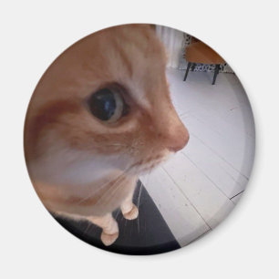 Zijdelings kijkende kat meme magneet