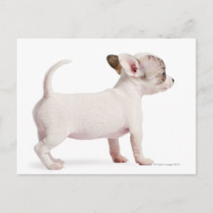 Zijdelingse uitzicht van Chihuahua Puppy (10 weken Briefkaart