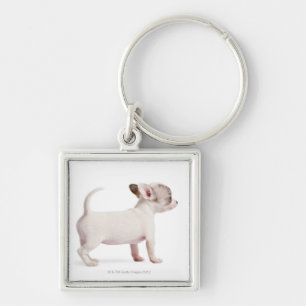Zijdelingse uitzicht van Chihuahua Puppy (10 weken Sleutelhanger