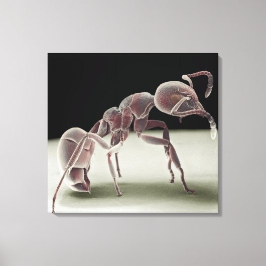 Zijkant uitzicht van een mier canvas afdruk (Voorkant)