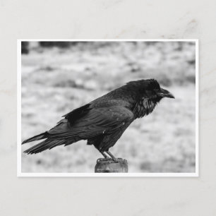 Zijkant uitzicht van een Vogel, Common Raven in Bl Briefkaart