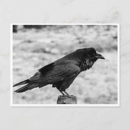 Zijkant uitzicht van een Vogel, Common Raven in Bl Briefkaart (Voorkant)