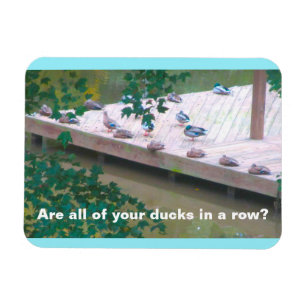 "Zijn al je eenden in een rij?" 3x4 Photo Magnet Magneet