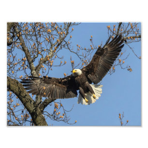 Zijn grote entree foto afdruk