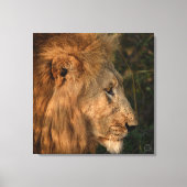 Zijne Majesteit African Lion Wrapped Canvas Print (Voorkant)