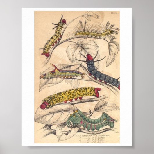 Zijpijlers Poster (Voorkant)