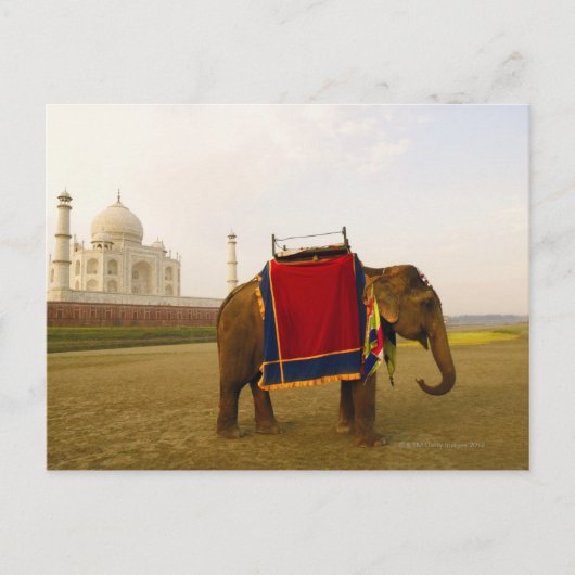 zijprofiel van een olifant, Taj Mahal, India Briefkaart (Voorkant)