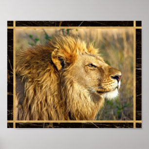 Zijwaarts Leeuw Foto Afbeelding Print Poster