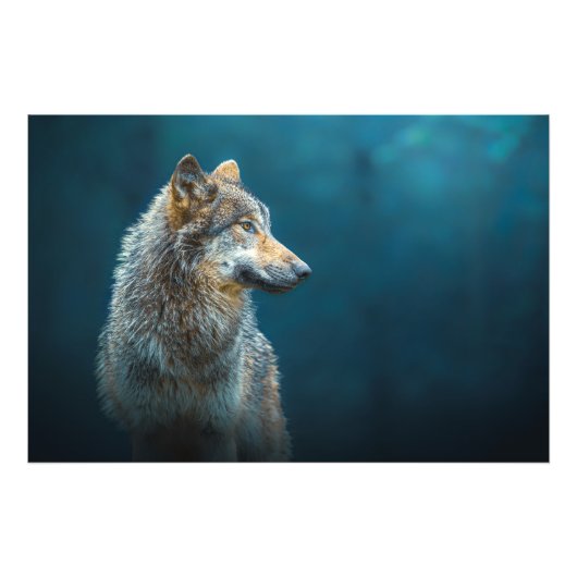 Zijwaarts portret van een Grijze wolf Foto Afdruk (Voorkant)