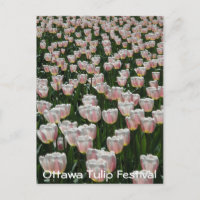 Zilver- en roze tulpen